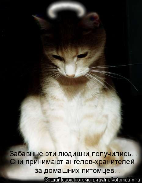 Забавные эти людишки получились... Они принимают ангелов-хранителей за домашних питомцев...... Котоматрица: Забавные эти людишки получились... Они принимают ангелов-хранителей за домашних питомцев...