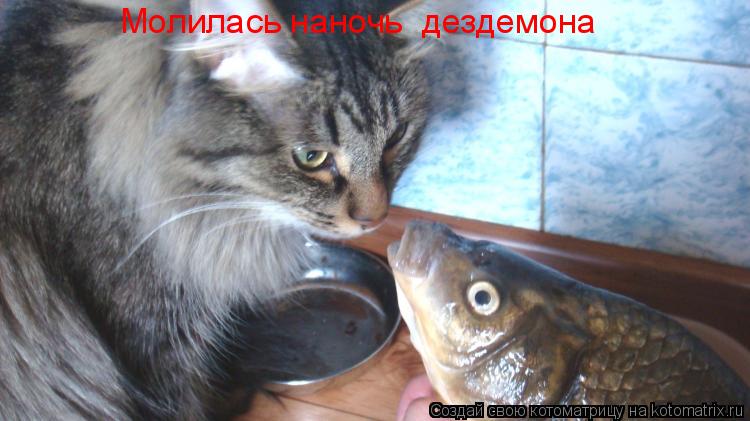 Молилась наночь дездемона... Котоматрица: Молилась наночь дездемона