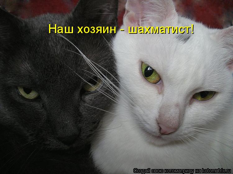Наш хозяин - шахматист!... Котоматрица: Наш хозяин - шахматист!