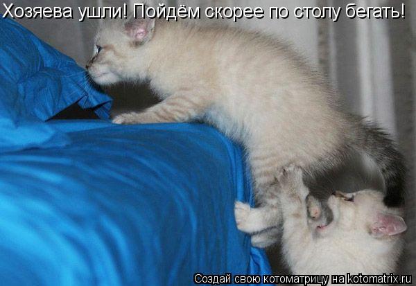 Хозяева ушли! Пойдём скорее по столу бегать!... Котоматрица: Хозяева ушли! Пойдём скорее по столу бегать!