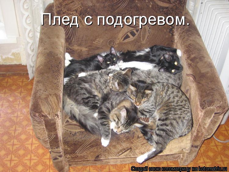 Плед с подогревом.... Котоматрица: Плед с подогревом.