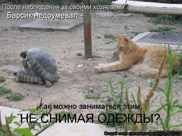 После наблюдения за своими хозяевами Барсик недоумевал - Как можно заниматься этим, НЕ СНИМАЯ ОДЕЖДЫ?... Котоматрица: После наблюдения за своими хозяевами Барсик недоумевал - Как можно заниматься этим, НЕ СНИМАЯ ОДЕЖДЫ?