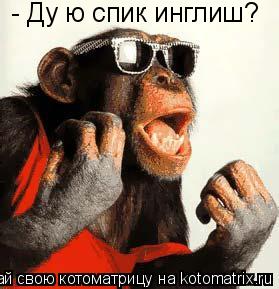 - Ду ю спик инглиш?... Котоматрица: - Ду ю спик инглиш?