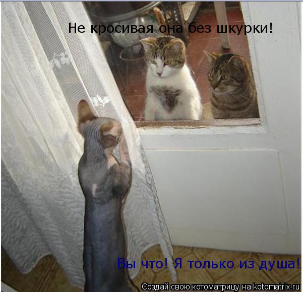 Вы что! Я только из душа! Не кросивая она без шкурки!... Котоматрица: Вы что! Я только из душа! Не кросивая она без шкурки!