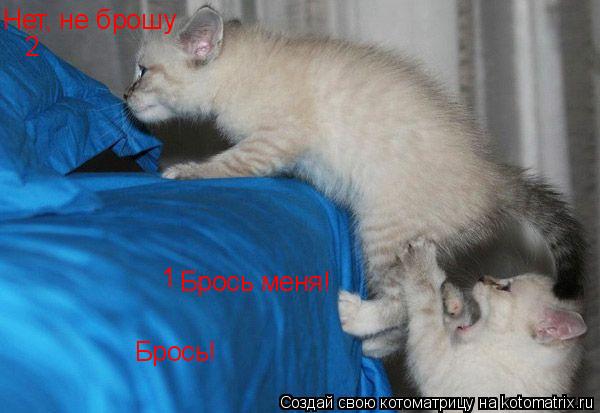 Брось меня! Нет, не брошу Брось! 1 2... Котоматрица: Брось меня! Нет, не брошу Брось! 1 2