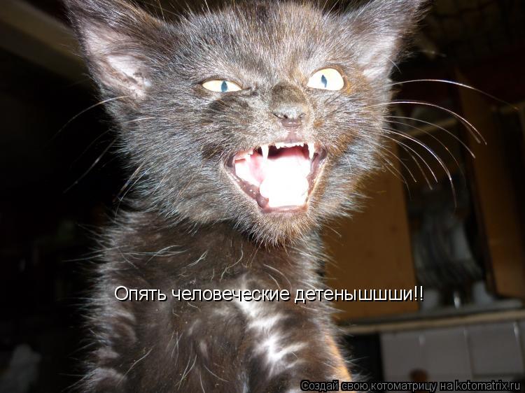 Опять человеческие детенышшши!!... Котоматрица: Опять человеческие детенышшши!!
