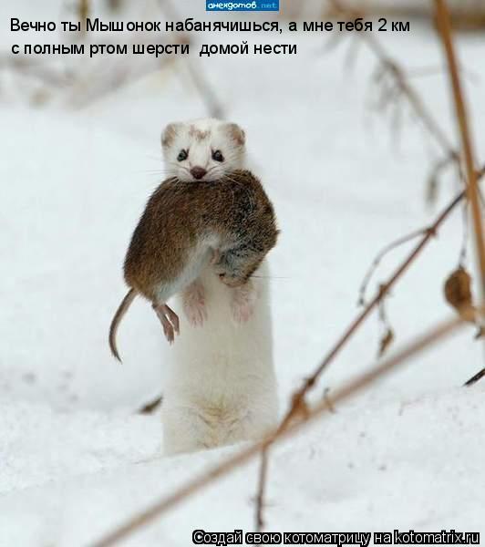 Вечно ты Мышонок набанячишься, а мне тебя 2 км с полным ртом шерсти домой нести... Котоматрица: Вечно ты Мышонок набанячишься, а мне тебя 2 км с полным ртом шерсти домой нести