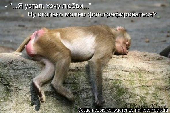 - "...Я устал, хочу любви..." Ну сколько можно фотографироваться?... Котоматрица: - "...Я устал, хочу любви..." Ну сколько можно фотографироваться?