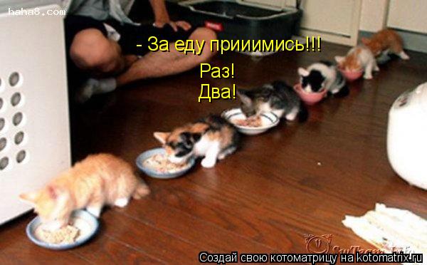 Раз! Два! - За еду прииимись!!!... Котоматрица: Раз! Два! - За еду прииимись!!!