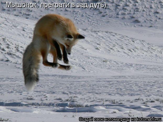 Мышонок, прекрати в зад дуть)... Котоматрица: Мышонок, прекрати в зад дуть)