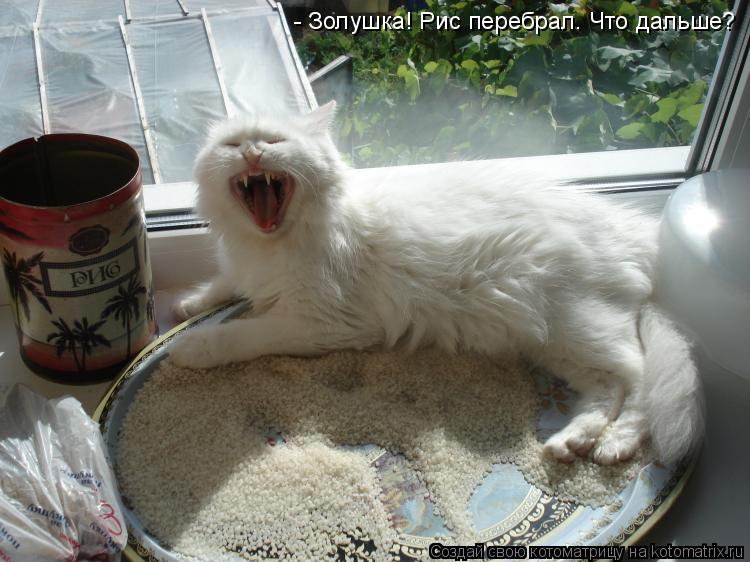 - Золушка! Рис перебрал. Что дальше?... Котоматрица: - Золушка! Рис перебрал. Что дальше?