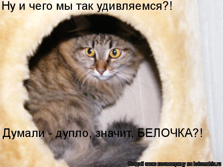 Котоматрица: Ну и чего мы так удивляемся?! Думали - дупло, значит, БЕЛОЧКА?!