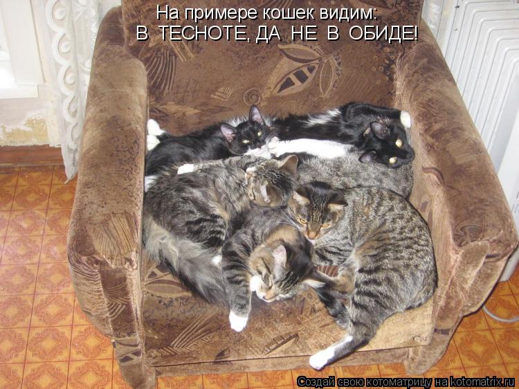 Котоматрица: На примере кошек видим: В  ТЕСНОТЕ, ДА  НЕ  В  ОБИДЕ!