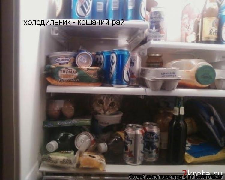 Котоматрица: холодильник - кошачий рай