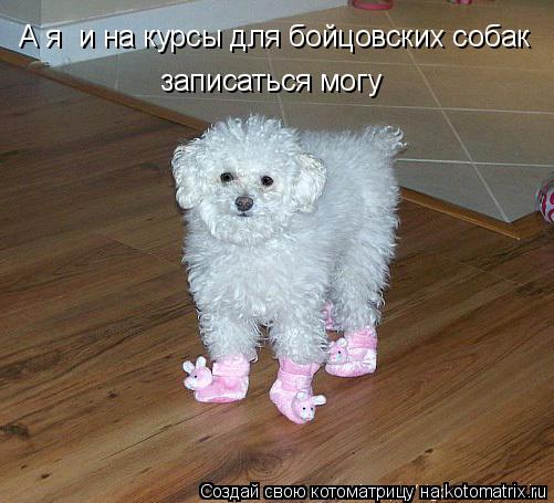 А я и на курсы для бойцовских собак записаться могу... Котоматрица: А я и на курсы для бойцовских собак записаться могу