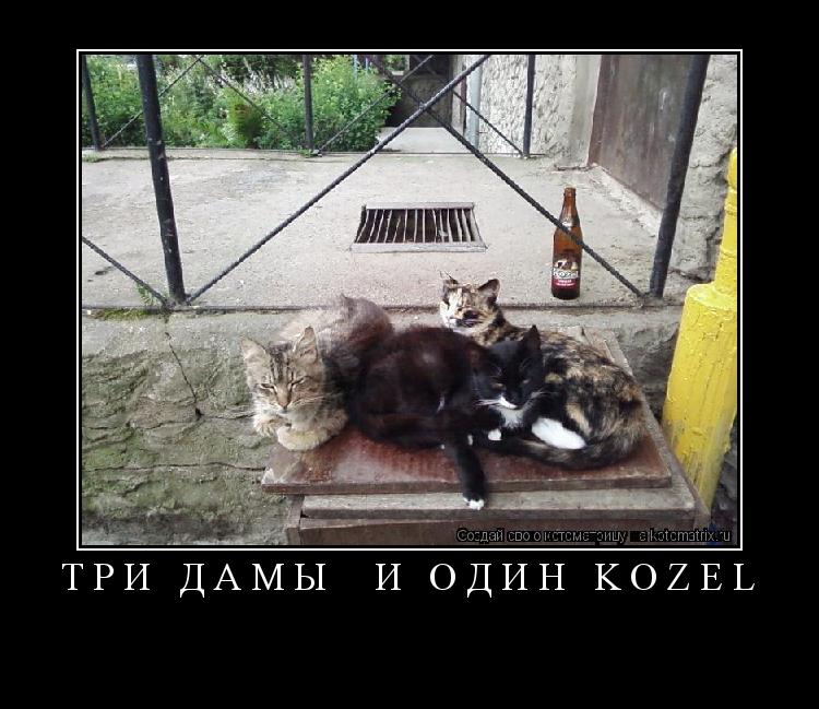 ТРИ ДАМЫ и один KOZEL ... Котоматрица: ТРИ ДАМЫ и один KOZEL