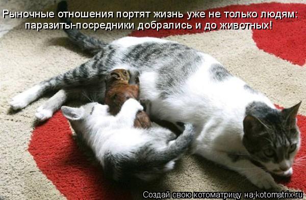 Рыночные отношения портят жизнь уже не только людям: паразиты-посредники добрались и до животных!... Котоматрица: Рыночные отношения портят жизнь уже не только людям: паразиты-посредники добрались и до животных!