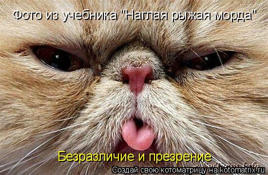 Фото из учебника "Наглая рыжая морда" Безразличие и презрение... Котоматрица: Фото из учебника "Наглая рыжая морда" Безразличие и презрение