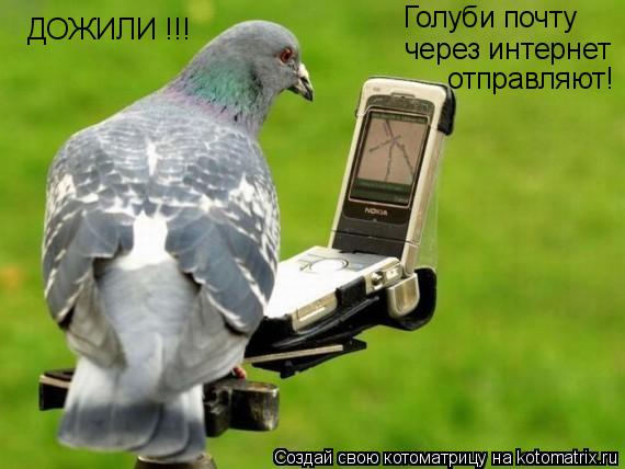 ДОЖИЛИ !!! Голуби почту через интернет отправляют!... Котоматрица: ДОЖИЛИ !!! Голуби почту через интернет отправляют!