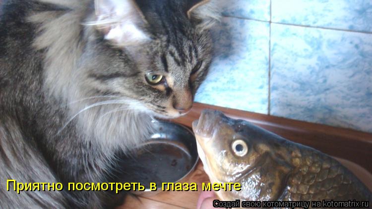 Котоматрица: Приятно посмотреть в глаза мечте