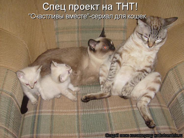 Спец проект на ТНТ! "Счастливы вместе"-сериал для кошек.... Котоматрица: Спец проект на ТНТ! "Счастливы вместе"-сериал для кошек.