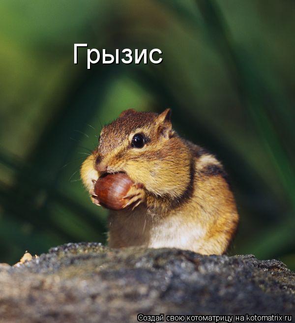 Грызис... Котоматрица: Грызис