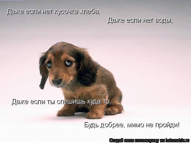 Даже если нет кусочка хлеба, Даже если нет воды, Даже если ты спешишь куда то, Будь добрее, мимо не п... Котоматрица: Даже если нет кусочка хлеба, Даже если нет воды, Даже если ты спешишь куда то, Будь добрее, мимо не пройди!