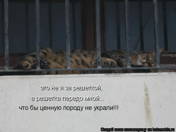 это не я за решеткой, а решетка передо мной... что бы ценную породу не украли!!!... Котоматрица: это не я за решеткой, а решетка передо мной... что бы ценную породу не украли!!!