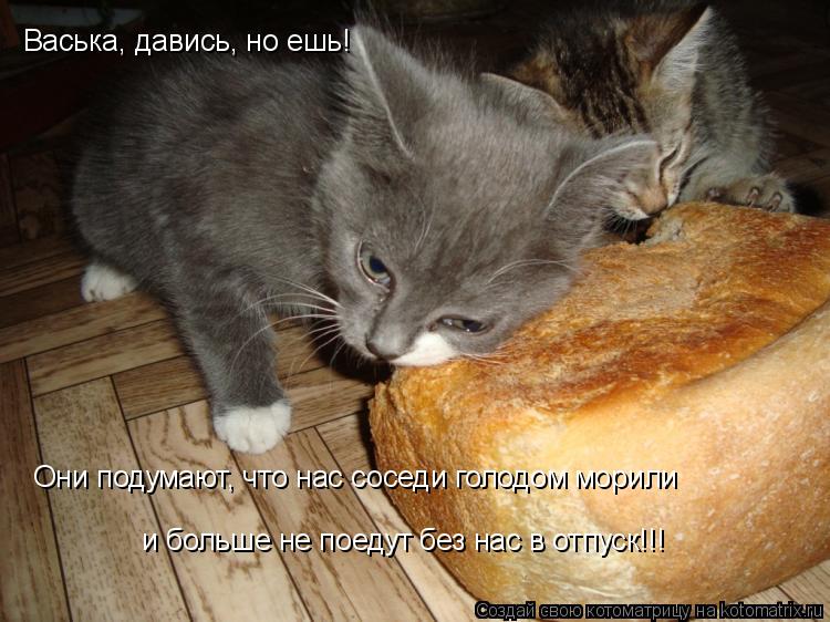 Васька, давись, но ешь! Они подумают, что нас соседи голодом морили и больше не поедут без нас в отпу... Котоматрица: Васька, давись, но ешь! Они подумают, что нас соседи голодом морили и больше не поедут без нас в отпуск!!!