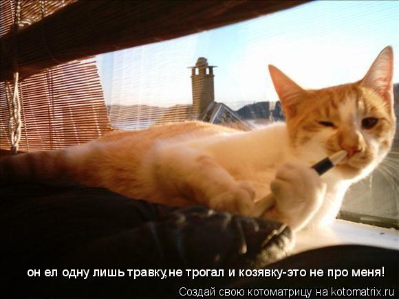 он ел одну лишь травку,не трогал и козявку-это не про меня!... Котоматрица: он ел одну лишь травку,не трогал и козявку-это не про меня!