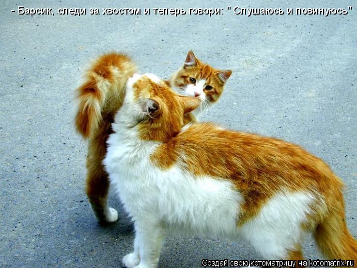 - Барсик, следи за хвостом и теперь говори: " Слушаюсь и повинуюсь"... Котоматрица: - Барсик, следи за хвостом и теперь говори: " Слушаюсь и повинуюсь"