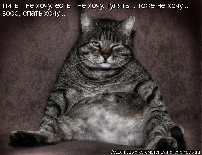 пить - не хочу, есть - не хочу, гулять... тоже не хочу... вооо, спать хочу...... Котоматрица: пить - не хочу, есть - не хочу, гулять... тоже не хочу... вооо, спать хочу...