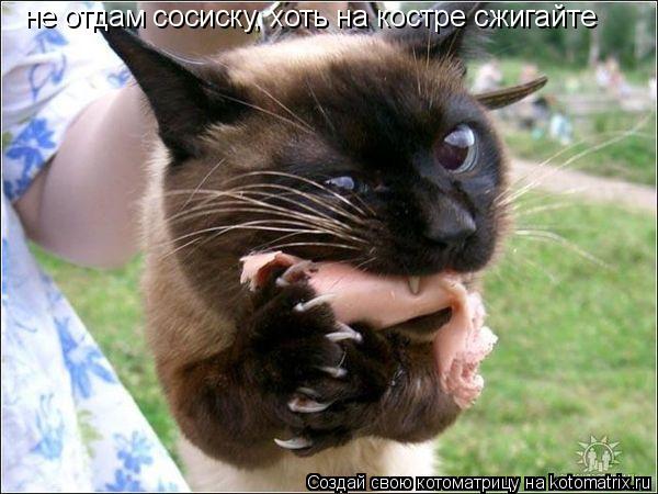 не отдам сосиску, хоть на костре сжигайте... Котоматрица: не отдам сосиску, хоть на костре сжигайте