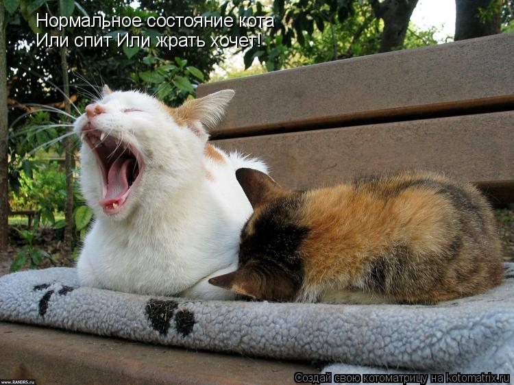 Нормальное состояние кота Или спит Или жрать хочет!... Котоматрица: Нормальное состояние кота Или спит Или жрать хочет!