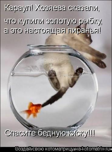 Караул! Хозяева сказали, что купили золотую рыбку, а это настоящая пиранья! Спасите бедную киску!!!... Котоматрица: Караул! Хозяева сказали, что купили золотую рыбку, а это настоящая пиранья! Спасите бедную киску!!!