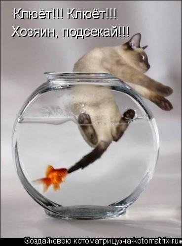 Котоматрица: Клюёт!!! Клюёт!!!  Хозяин, подсекай!!!