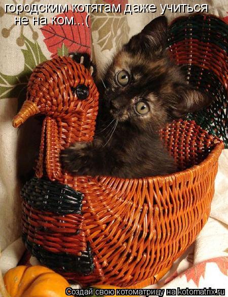 Котоматрица: городским котятам даже учиться не на ком...(