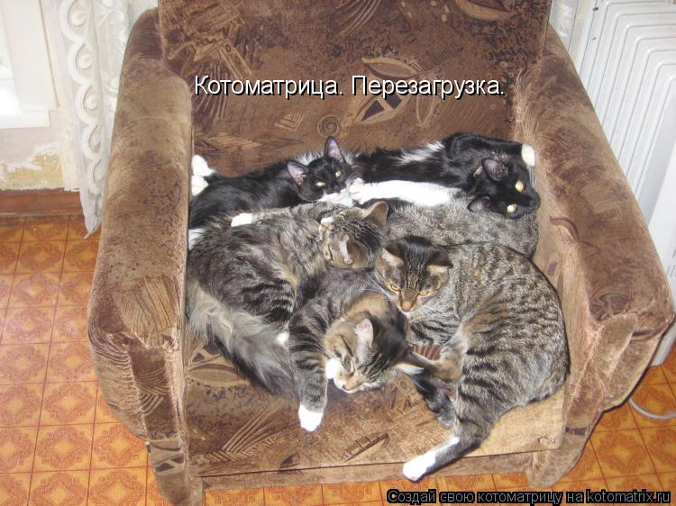 Котоматрица: Котоматрица. Перезагрузка.