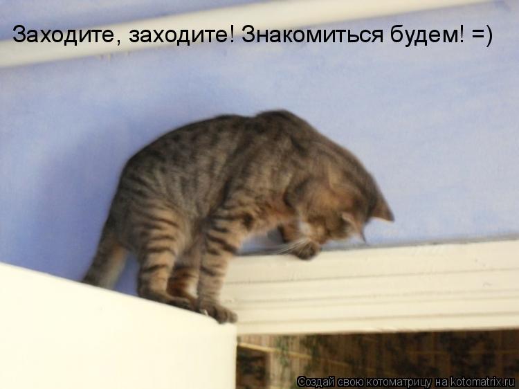 Котоматрица: Заходите, заходите! Знакомиться будем! =)