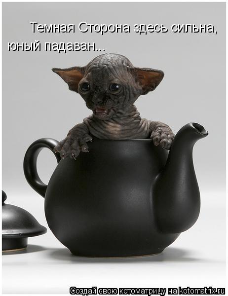 Котоматрица: Темная Сторона здесь сильна, юный падаван... юный падаван...