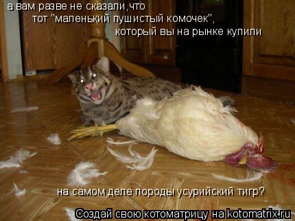 Котоматрица: тот "маленький пушистый комочек", на самом деле породы усурийский тигр? а вам разве не сказали,что который вы на рынке купили