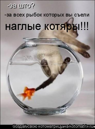 Котоматрица: -за што? -за всех рыбок которых вы съели наглые котяры!!!
