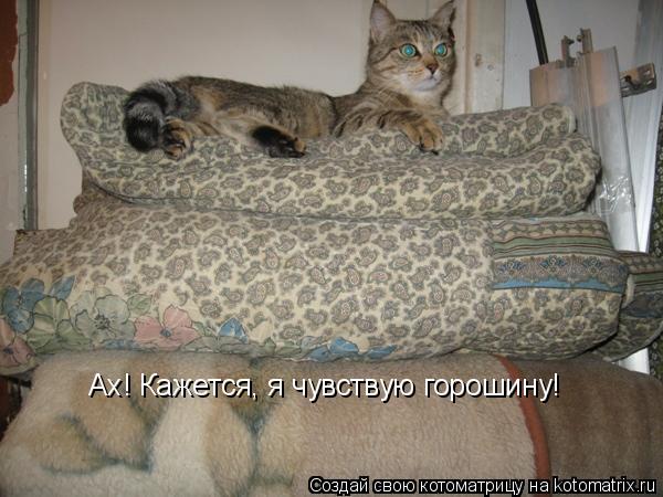 Ах! Кажется, я чувствую горошину!... Котоматрица: Ах! Кажется, я чувствую горошину!