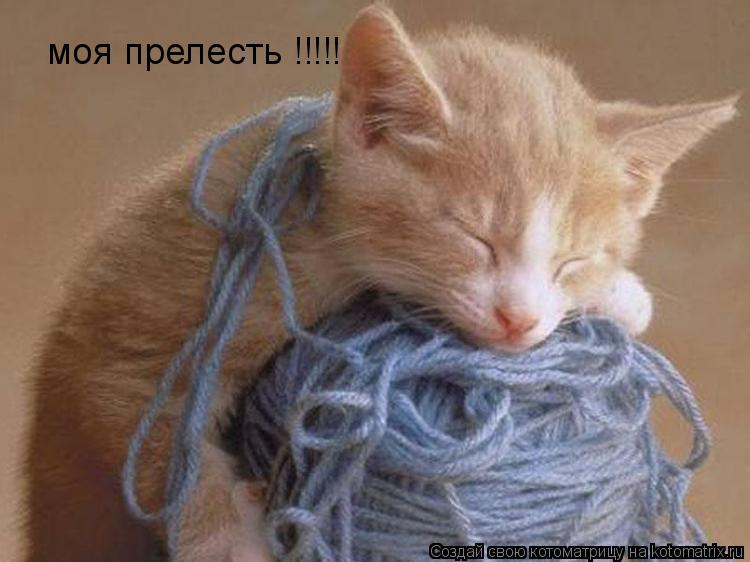 Котоматрица: моя прелесть !!!!! моя прелесть !!!!!