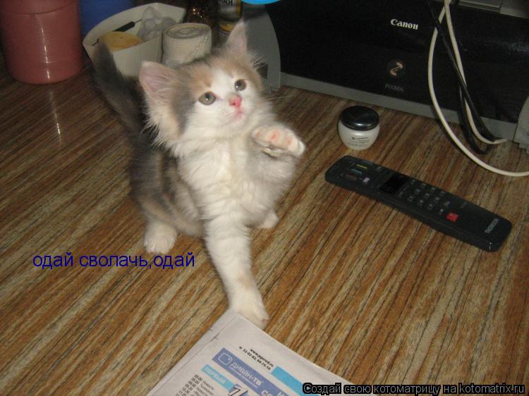 Котоматрица: одай сволачь,одай