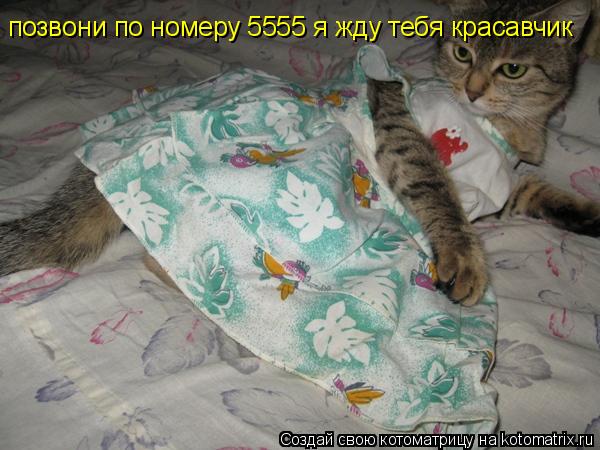 позвони по номеру 5555 я жду тебя красавчик... Котоматрица: позвони по номеру 5555 я жду тебя красавчик