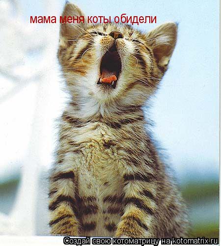 мама меня коты обидели... Котоматрица: мама меня коты обидели