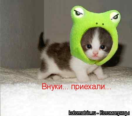 Внуки... приехали...... Котоматрица: Внуки... приехали...