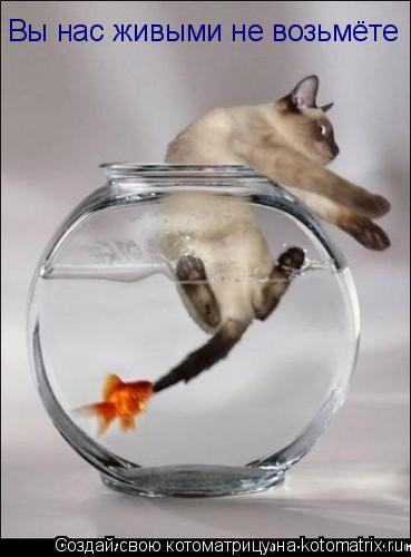 Котоматрица: Вы нас живыми не возьмёте
