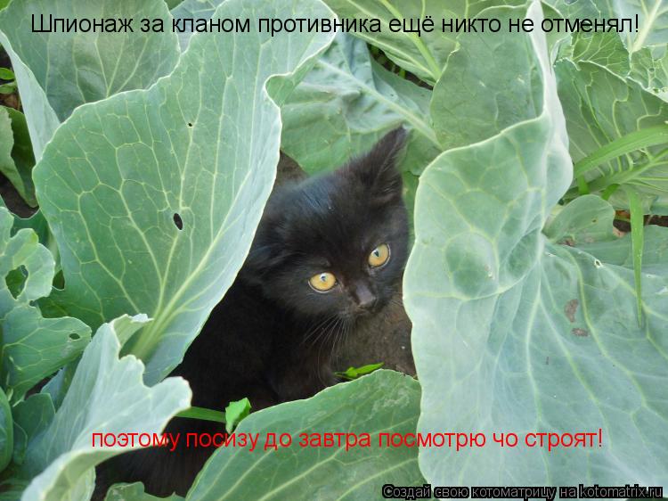 Шпионаж за кланом противника ещё никто не отменял! поэтому посизу до завтра посмотрю чо строят!... Котоматрица: Шпионаж за кланом противника ещё никто не отменял! поэтому посизу до завтра посмотрю чо строят!